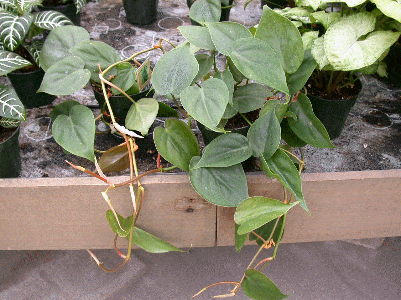 Heartleaf Philodendron