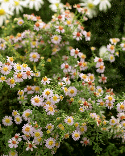 Heath aster 'Blue Star'
