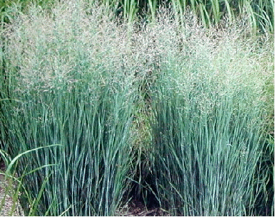 Switch Grass 'Heavy Metal'