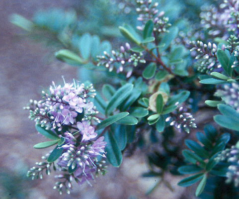 Hebe 'Patty's Purple'