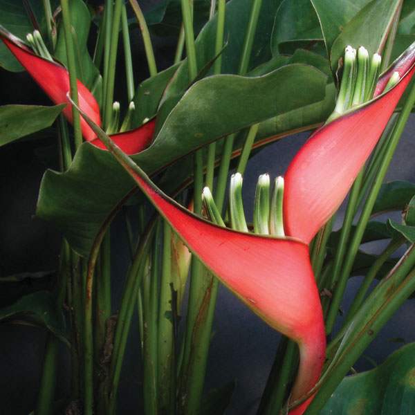Heliconia stricta 'Dwarf Jamaican'