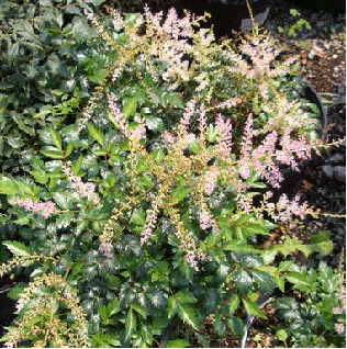 Astilbe 'Hennie Graafland'