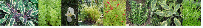 Herbs