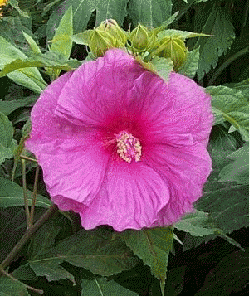 Hibiscus 'Fantasia'