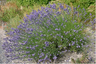 Lavender x intermedia 'Hidcote Giant' - a cross between English and French lavender