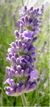 Lavender x intermedia 'Hidcote Giant' - this is a cross between English and French lavender