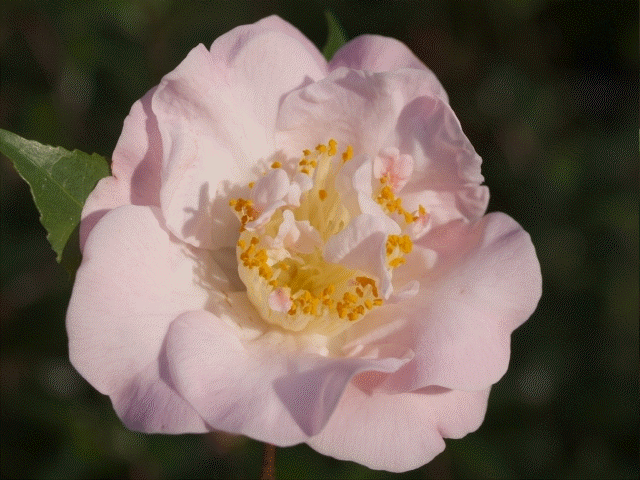 Camellia 'High Fragrance'
