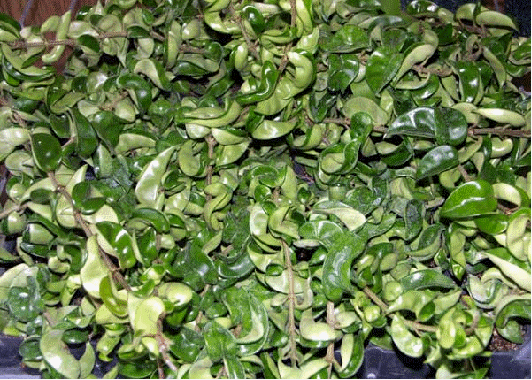 Hindu Rope Plant