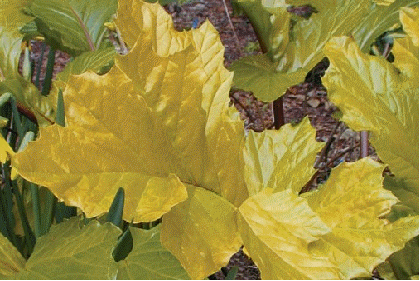 Acanthus mollis 'Hollard's Gold'