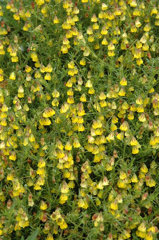 Honeybells - Hermannia verticillata