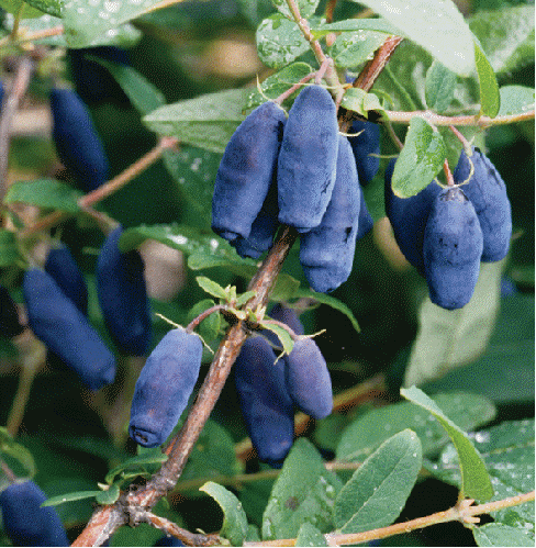 Honeyberry (Lonicera caerulea var. edulis)