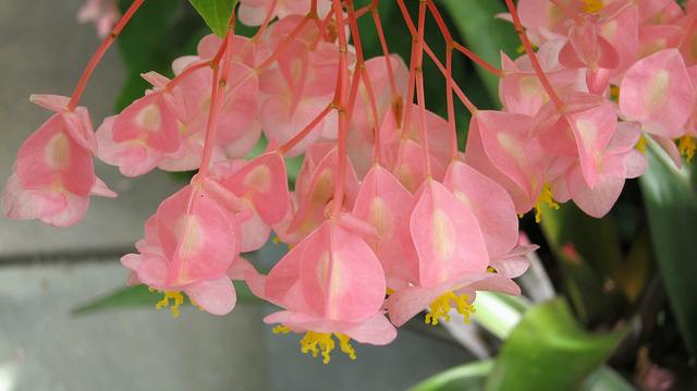 Begonia 'Honeysuckle'