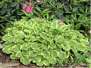 Hosta 'Golden Tiara'