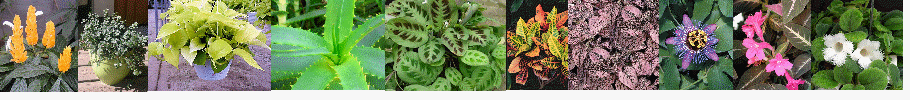 House Plants