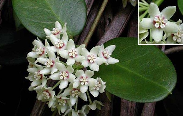 Hoya australis