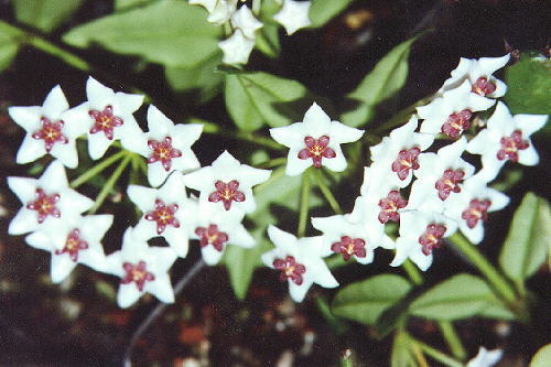 Hoya bella