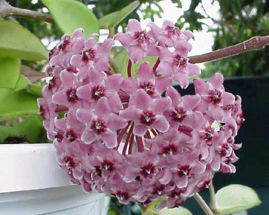 Hoya carnosa