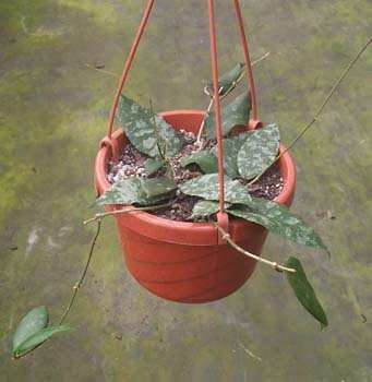 Malaysian Wax Plant (Hoya caudata)