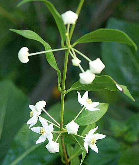 Hoya odorata