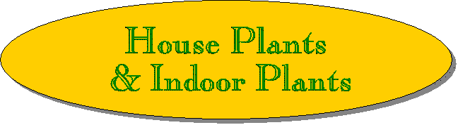 House Plants & Indoor Plants