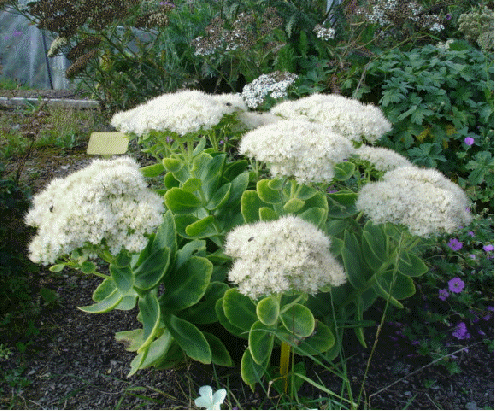Sedum 'Iceberg'