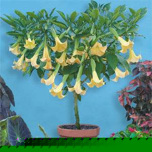 Angel's Trumpet 'Inca Sun' (Brugmansia 'Inca Sun')