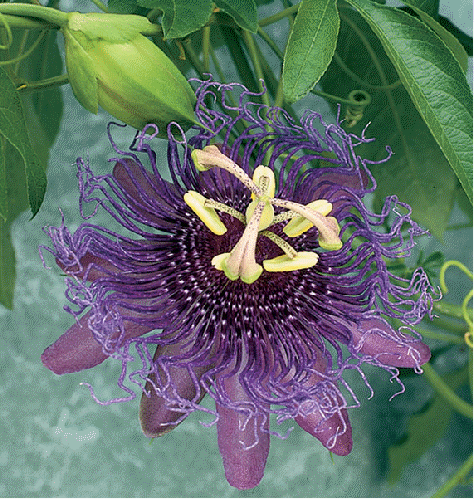 Passion Flower 'Incense'