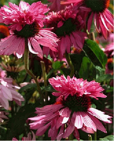 Echinacea 'Indiaca'