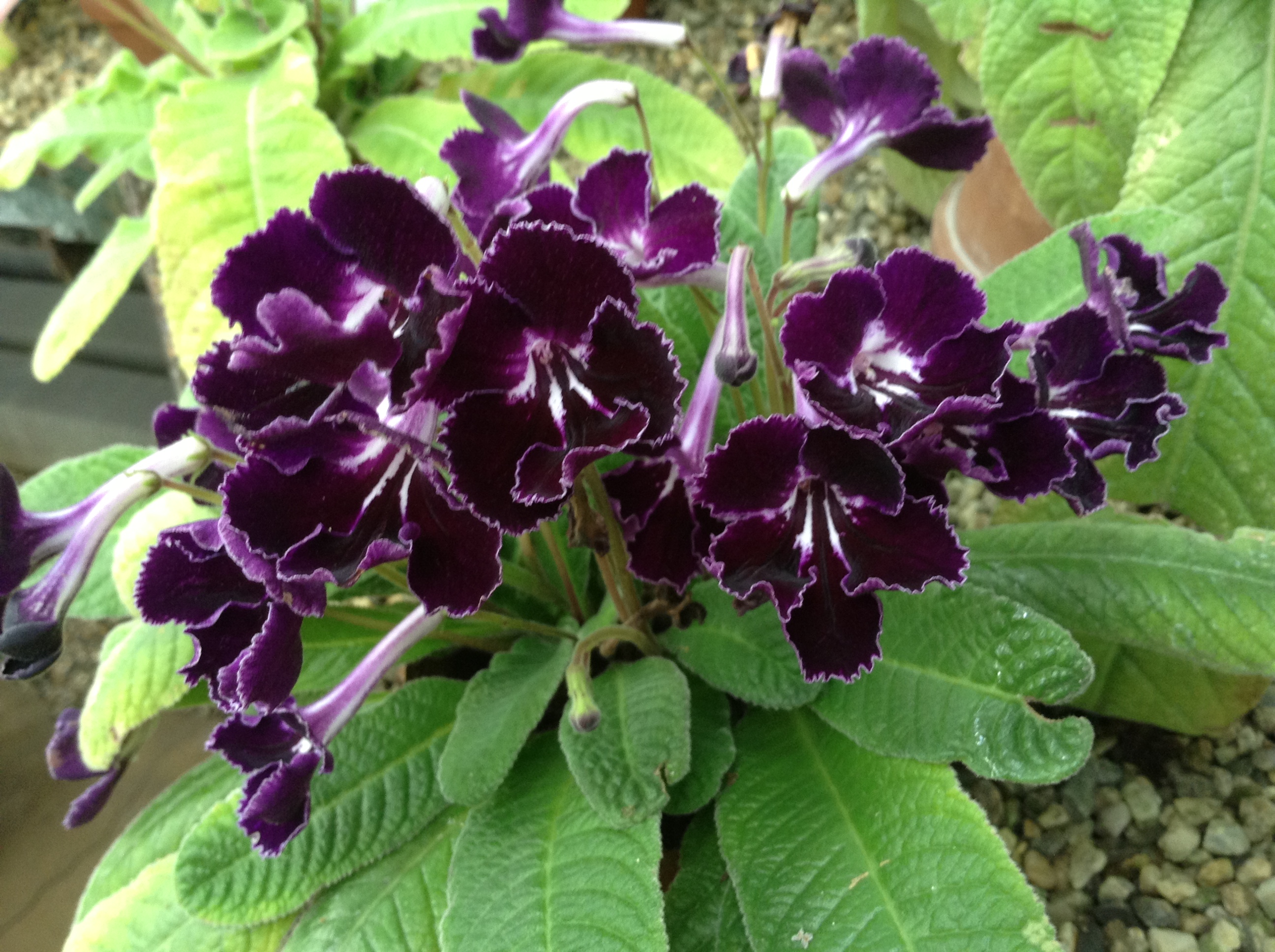 Streptocarpus 'Ink Blot'