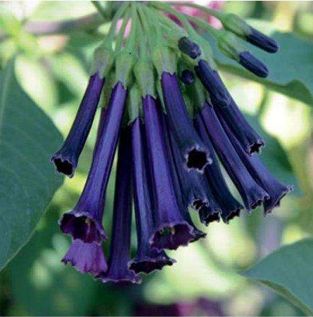 Iochroma 'Royal Queen Purple'