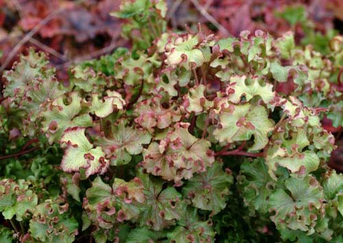 Ivy 'Fluffy Ruffles'