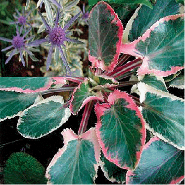 Sea Holly 'Jade Frost'
