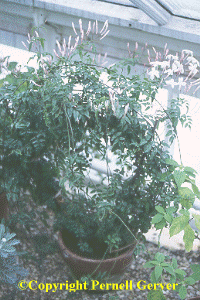 Winter-blooming jasmine