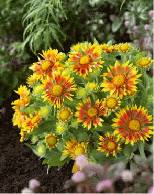 Gaillardia 'Jazzy Wheeler'