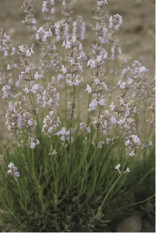 English lavender 'Jean Davis'