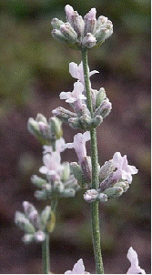 English lavender 'Jean Davis'