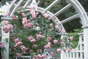 Climbing miniature rose 'Jeanne Lajoie'