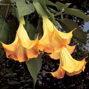 Angel's Trumpet 'Jean Pasco'