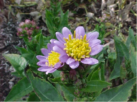 Aster tataricus 'Jindai