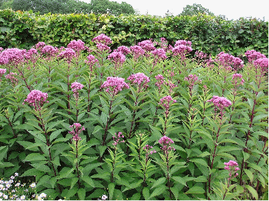 Joe Pye Weed