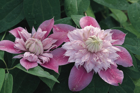 Clematis 'Josephine'