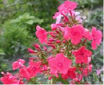 Phlox 'Jubilee'