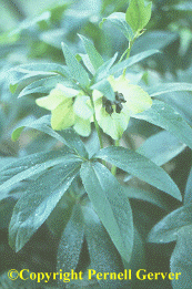 Lenten rose still in bloom in July!