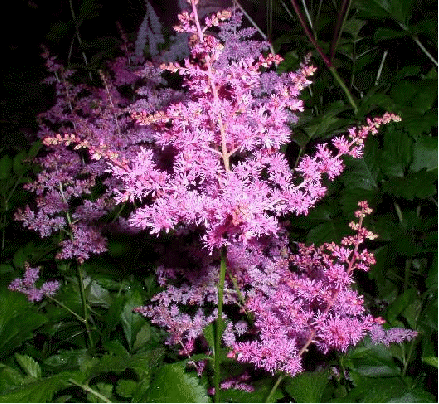 Astilbe 'Jump & Jive'