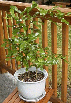 Kaffir Lime