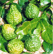 Kaffir lime fruit