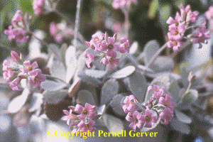 Kalanchoe pumila flowers