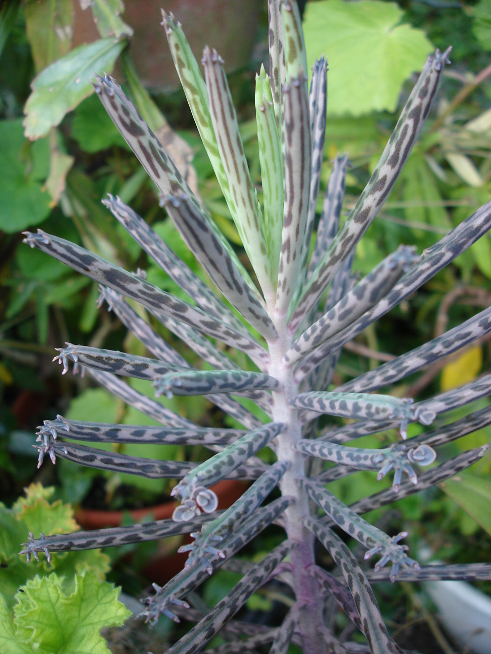 Kalanchoe tubiflora