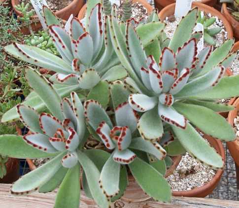Pussy Ears, also called panda plant, Kalanchoe tomentosa