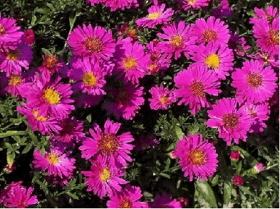 Dwarf aster 'Kassel'